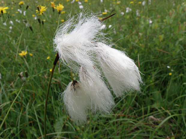 páperník úzkolistý Eriophorum angustifolium Honck.