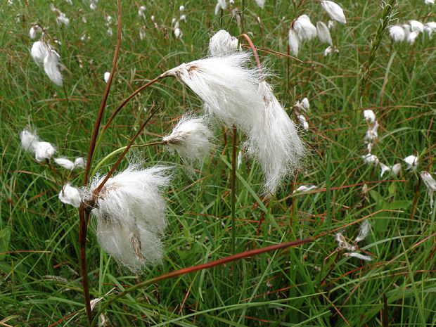 páperník úzkolistý Eriophorum angustifolium Honck.