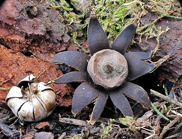 hviezdovka bradavičnatá Geastrum corollinum (Batsch) Hollós