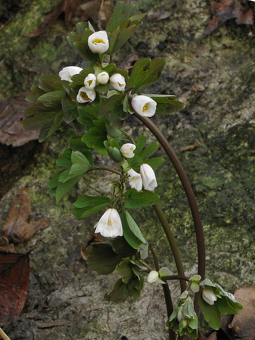 veterník žltuškovitý Isopyrum thalictroides L.