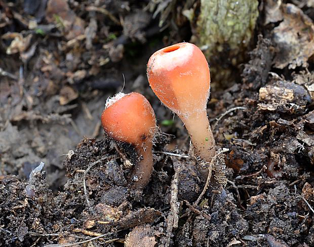 ohnivček zimný Microstoma protractum (Fr.) Kanouse