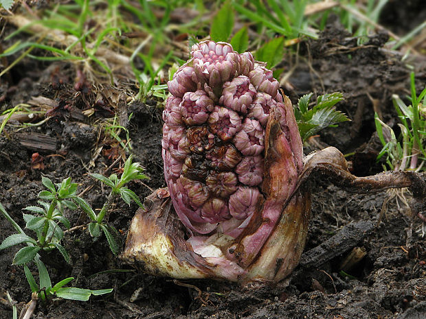 deväťsil lekársky Petasites hybridus (L.) P. Gaertn., B. Mey. et Scherb.