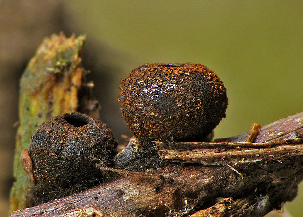 pakorienkovka čierna Plectania melastoma (Sowerby) Fuckel