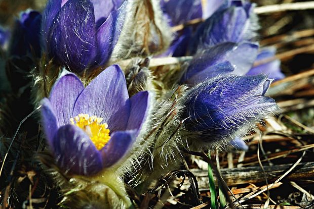 poniklec veľkokvetý Pulsatilla grandis Wender.