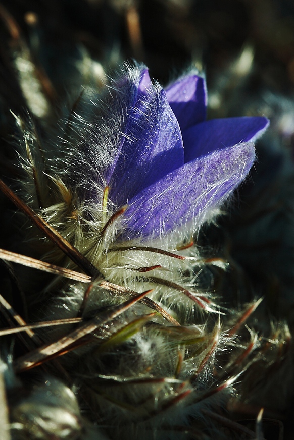 poniklec veľkokvetý Pulsatilla grandis Wender.