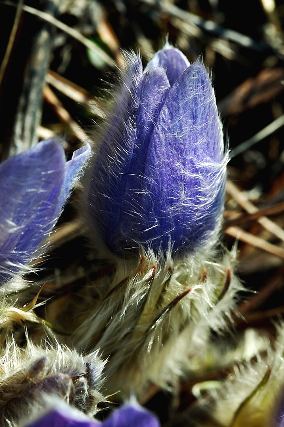 poniklec veľkokvetý Pulsatilla grandis Wender.