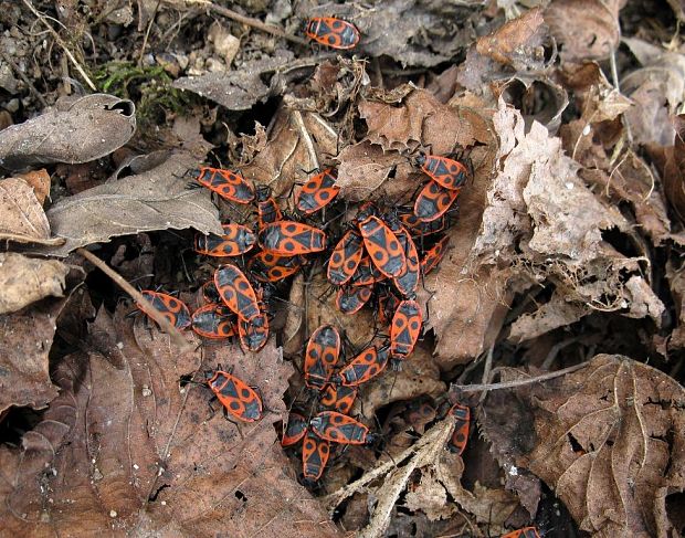 cifruša bezkrídla Pyrrhocoris apterus