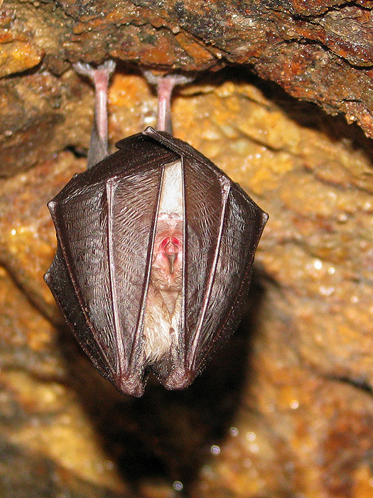 podkovár malý  Rhinolophus hipposideros)