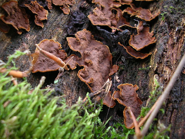 pevník Stereum sp.