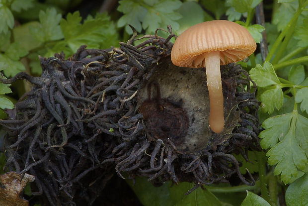 smeťovka zimná Tubaria furfuracea (Pers.) Gillet