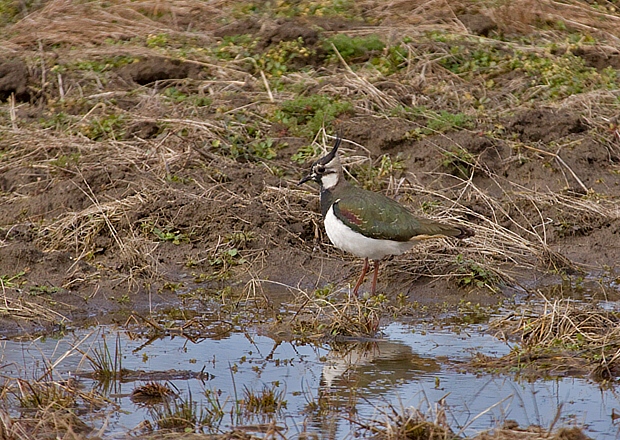 cíbik chochlatý Vanellus vanellus