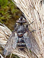  TACHINIDAE