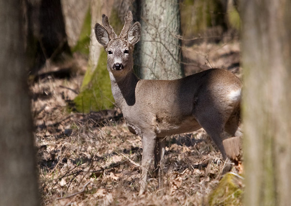 srnec hôrny Capreolus capreolus