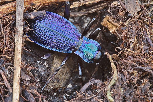 bystruška vráskavá Carabus intricatus