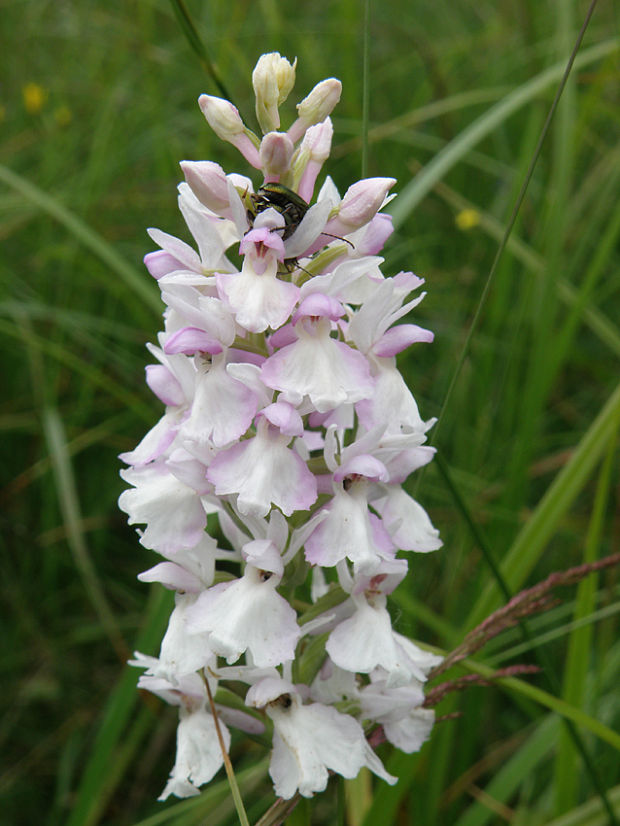 vstavačovec Dactylorhiza  sp. (Druce) Soó