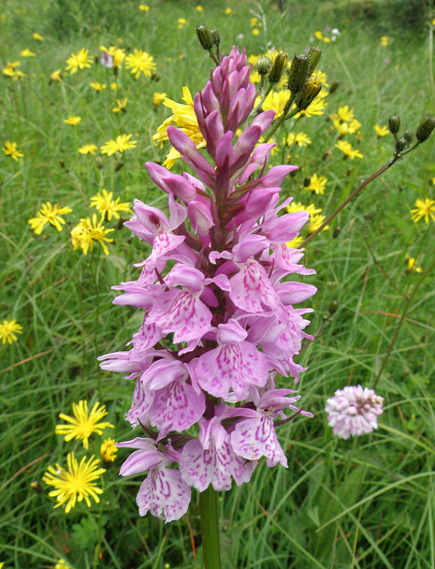 vstavačovec fuchsov pravý Dactylorhiza fuchsii subsp. fuchsii (Druce) Soó