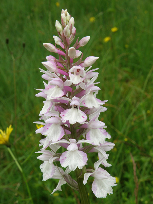 vstavačovec fuchsov pravý Dactylorhiza fuchsii subsp. fuchsii (Druce) Soó