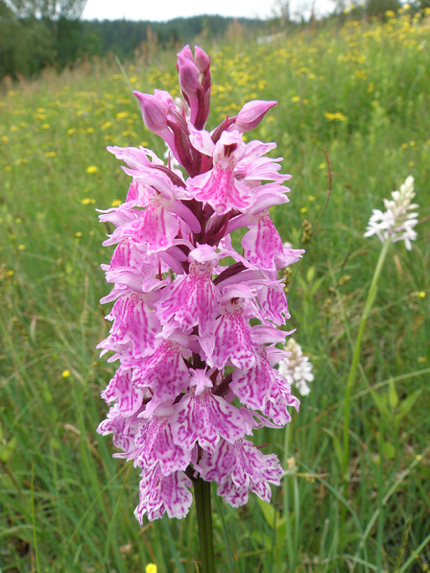 vstavačovec fuchsov pravý Dactylorhiza fuchsii subsp. fuchsii (Druce) Soó