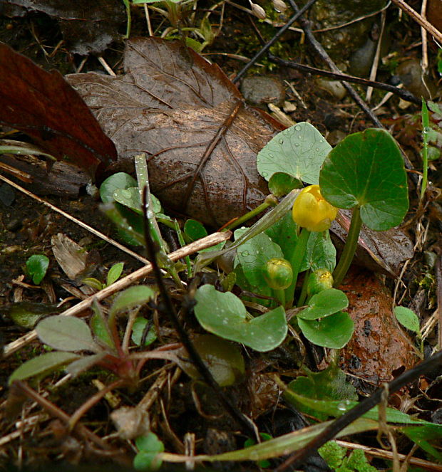 blyskáč záružľolistý Ficaria calthifolia Rchb.