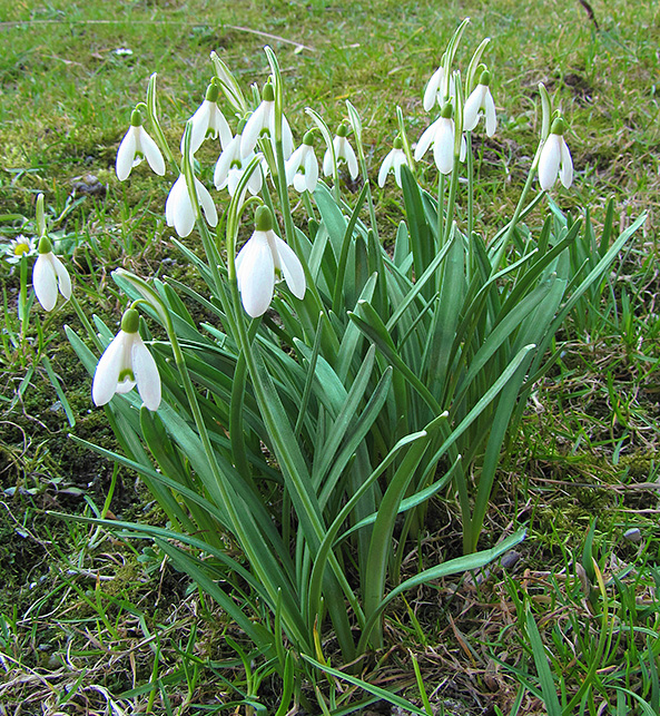 snežienka jarná Galanthus nivalis L.