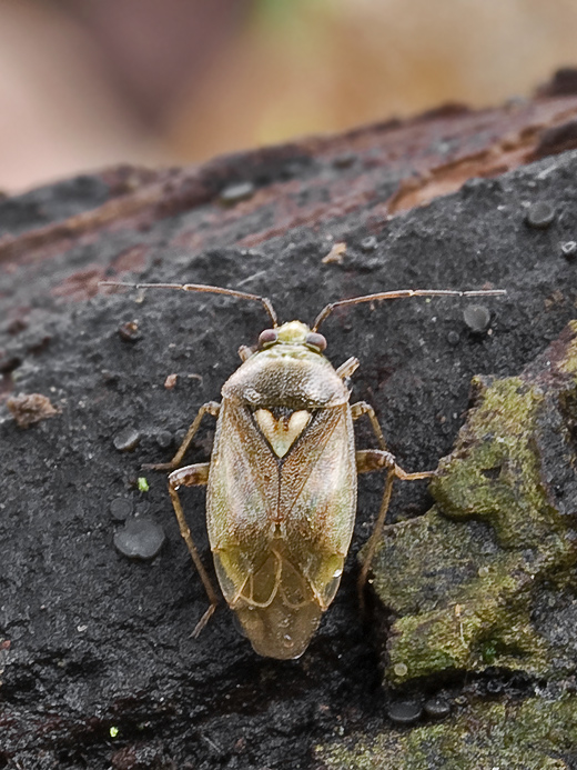 bzdôška červenkastá Lygus pratensis