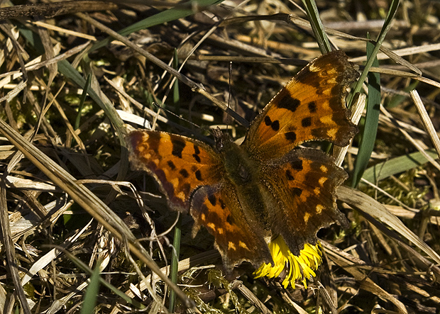 babôčka zubatokrídla Polygonia c-album