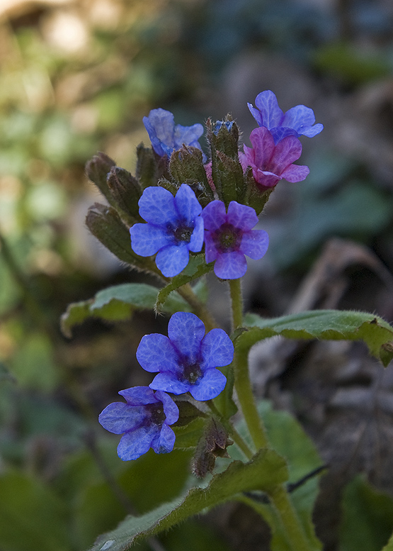 pľúcnik Pulmonaria sp.