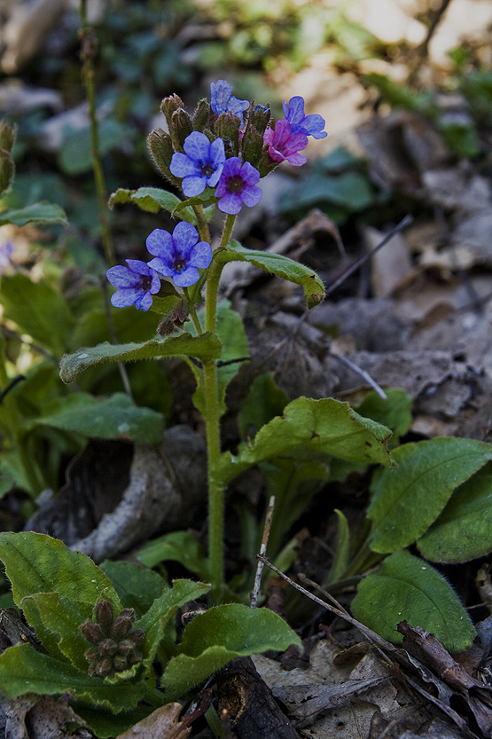 pľúcnik Pulmonaria sp.