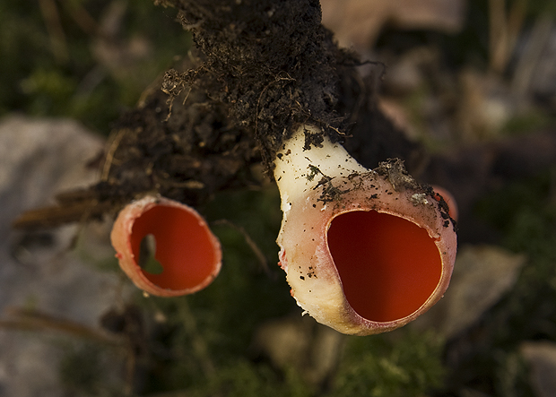 ohnivec Sarcoscypha sp.