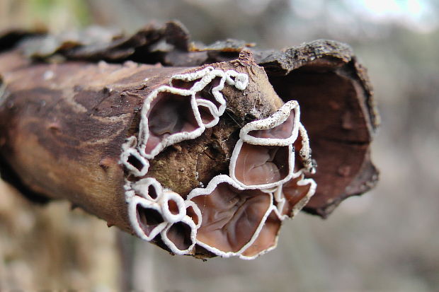 škľabka plstnatá Schizophyllum amplum (Lév.) Nakasone