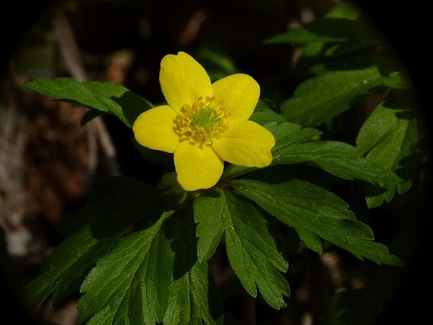 veternica iskerníkovitá Anemone ranunculoides L.