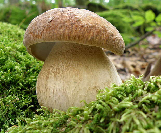 hríb dubový Boletus reticulatus Schaeff.