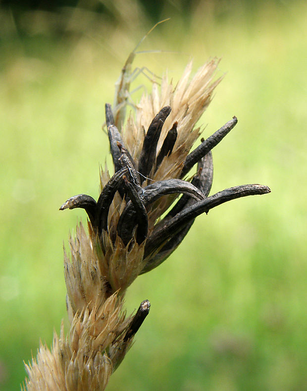 kyjanička purpurová Claviceps purpurea (Fr.) Tul.