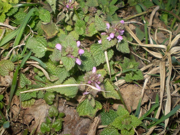 hluchavka purpurová Lamium purpureum L.