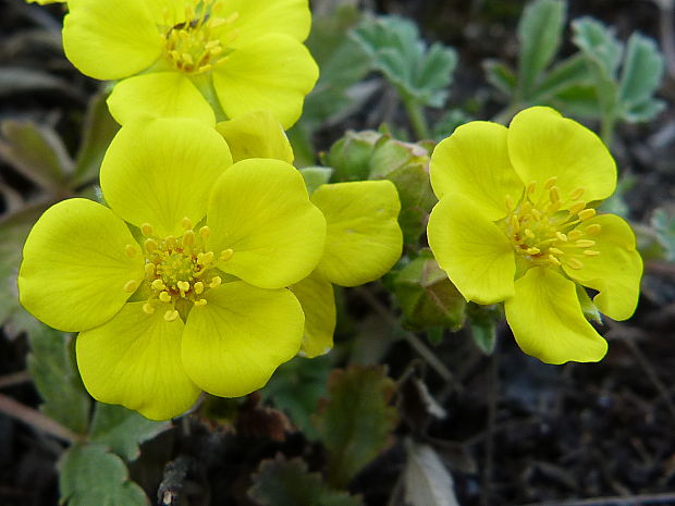 nátržník piesočný Potentilla arenaria Borkh.