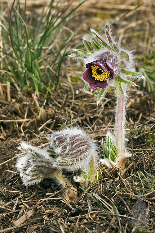 poniklec lúčny český Pulsatilla pratensis subsp. bohemica Skalický