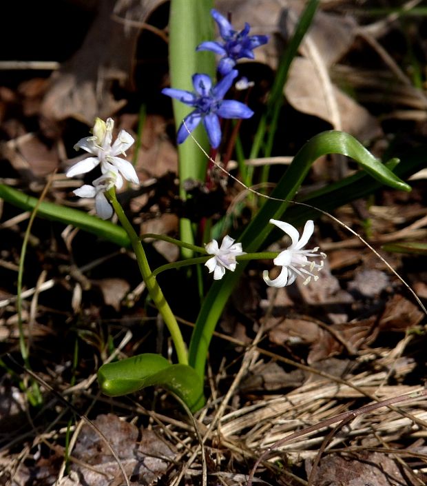 scila Scilla sp.(Alba)