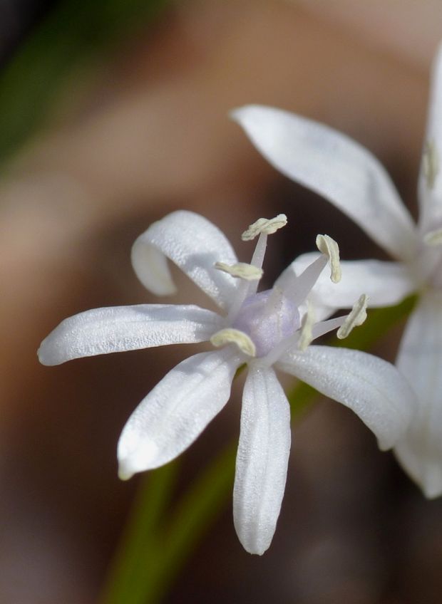 scila Scilla sp.(Alba)