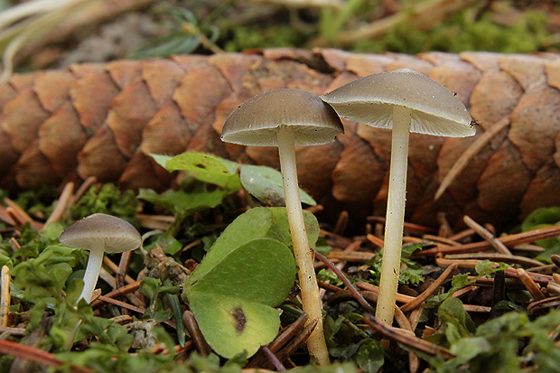 peniazočka smreková Strobilurus esculentus (Wulfen) Singer