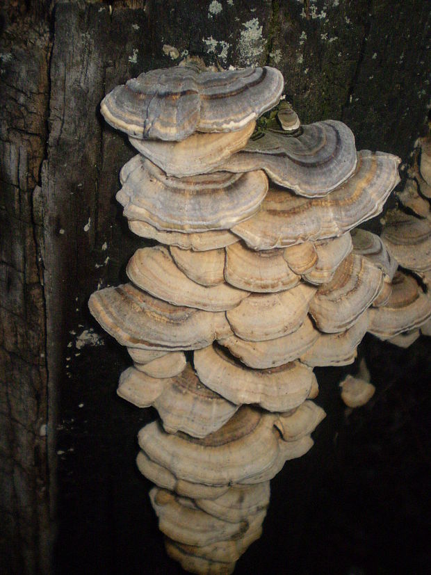 trúdnikovec pestrý Trametes versicolor (L.) Lloyd