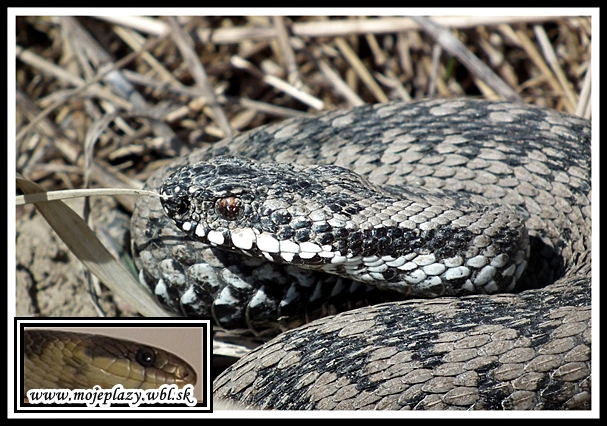 vretenica severná Vipera berus