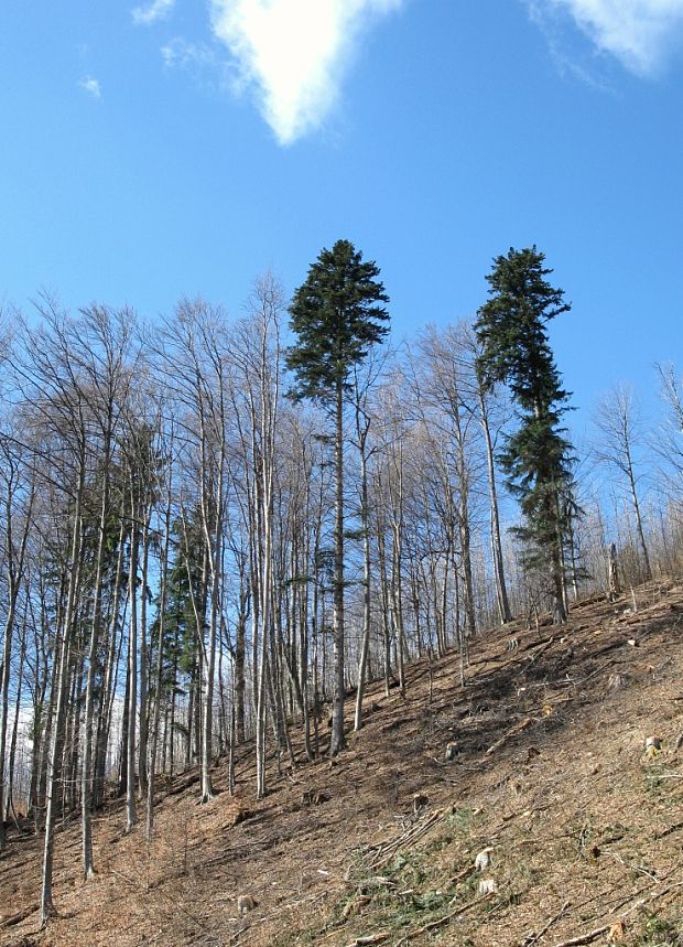 jedľa biela Abies alba Mill.