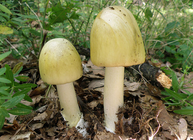 muchotrávka zelená Amanita phalloides (Vaill. ex Fr.) Link