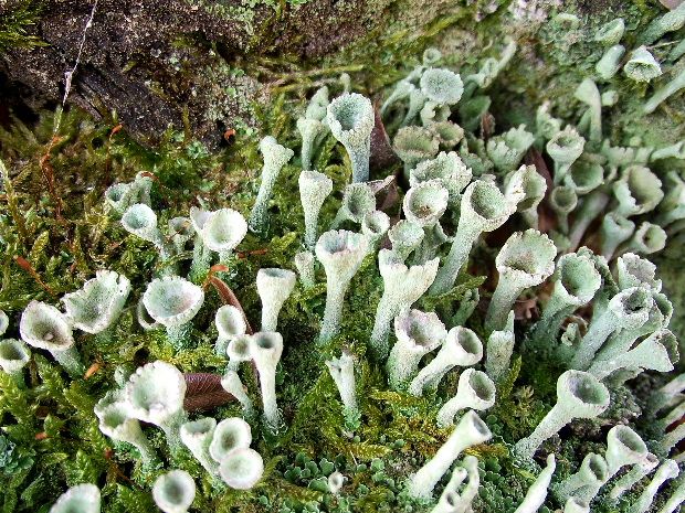 dutohlávka riasnatá Cladonia fimbriata (L.) Fr.