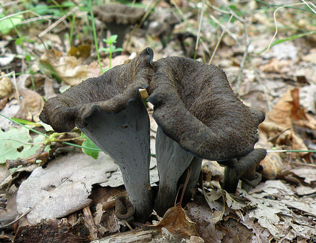 lievik trúbkovitý Craterellus cornucopioides (L.) Pers.