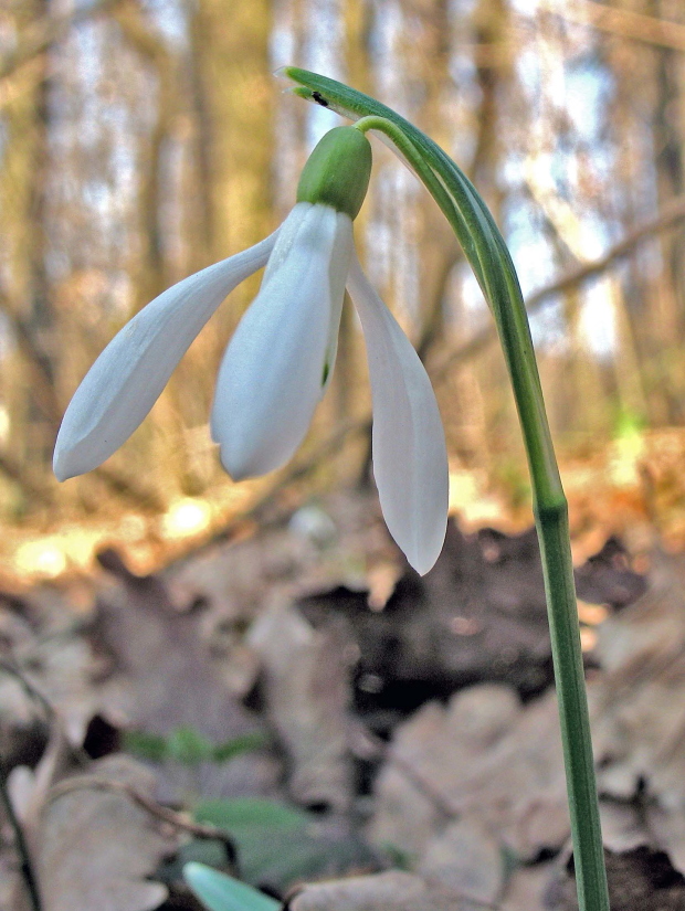 snežienka jarná Galanthus nivalis L.