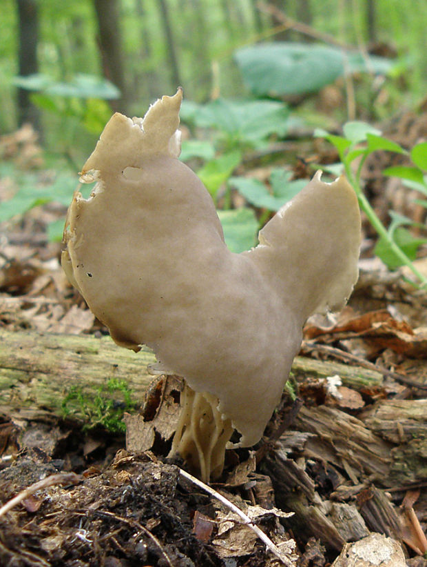 chriapač Helvella sp.