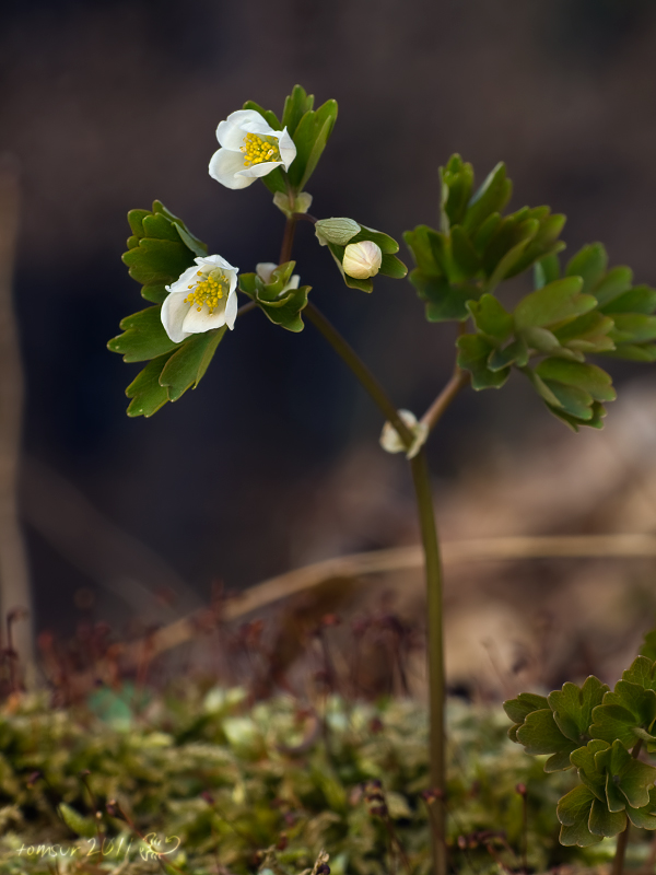 veterník žltuškovitý Isopyrum thalictroides L.