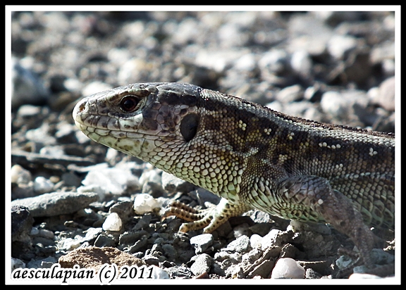 jašterica krátkohlavá Lacerta agilis