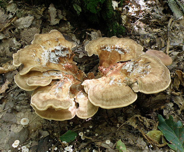 vejárovec obrovský Meripilus giganteus (Pers.) P. Karst.